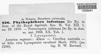 Phytophthora infestans image